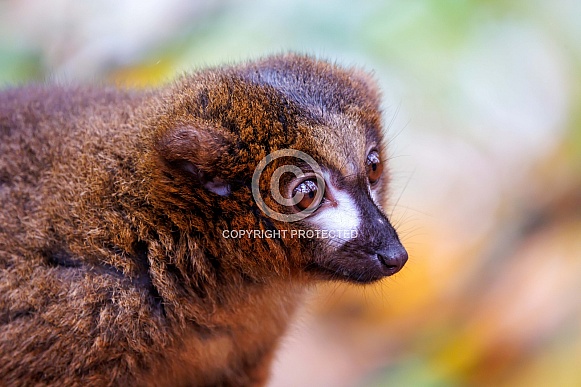 Red-bellied Lemur (Eulemur rubriventer) Red-bellied Lemur (Eulemur rubriventer)