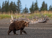 Large bear walking by driftwood on the beach
