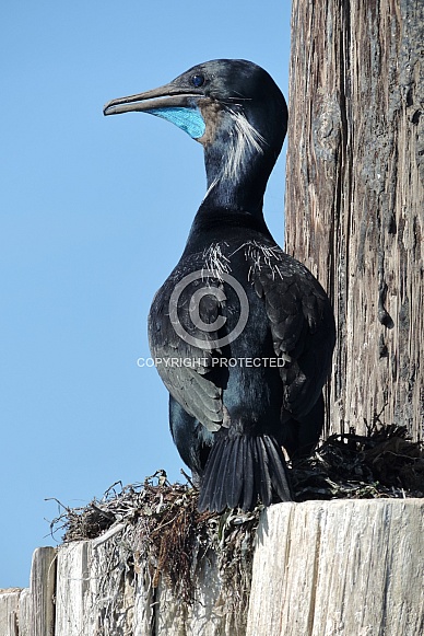 Brandt's Cormorant Brandt's Cormorant