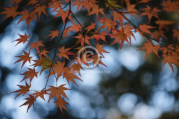 Red Maple leaves Red Maple leaves
