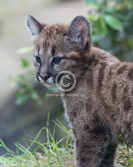 Puma cub