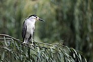 Black-crowned night heron (Nycticorax nycticorax)