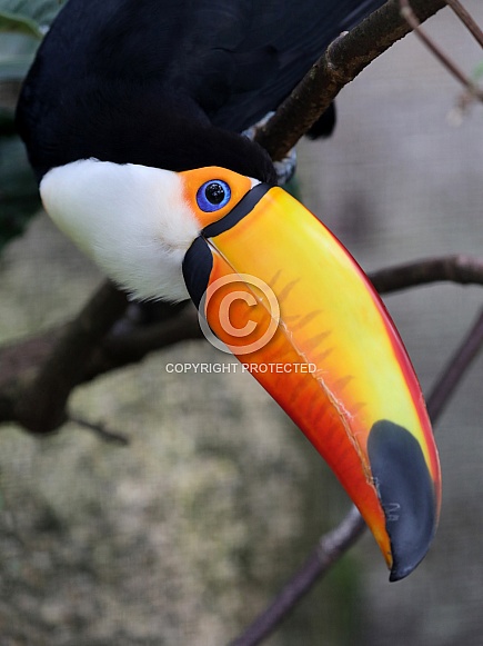 Toco toucan (Ramphastos toco) Toco toucan (Ramphastos toco)