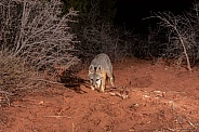 Grey Fox, Urocyon cinereoargenteus