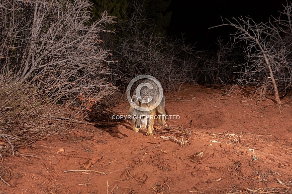 Grey Fox, Urocyon cinereoargenteus