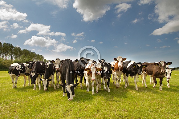 Dutch cows