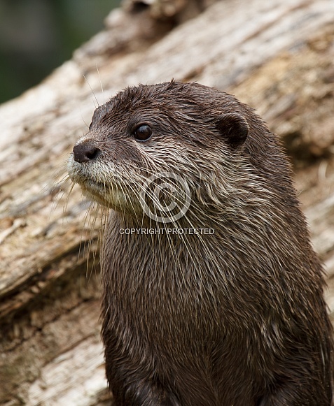 Otter