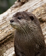 Otter