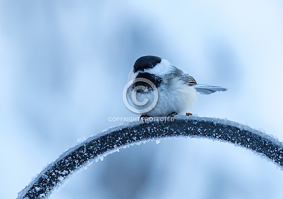 Black-Capped Chickadee during Winter in Alaska Black-Capped Chickadee during Winter in Alaska