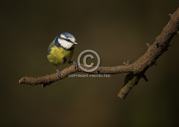 Blue Tit Blue Tit