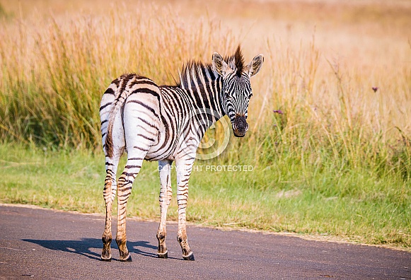 Zebra