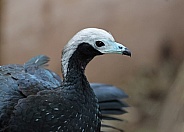 Piping Guan