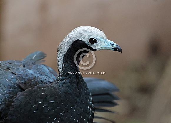 Piping Guan