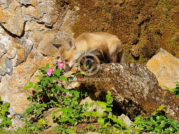 Red fox kit