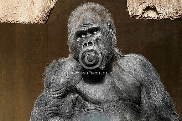 Western Lowland Gorilla Western Lowland Gorilla