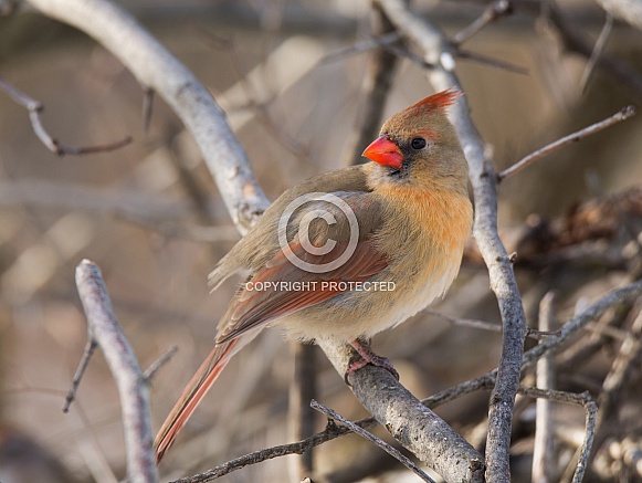 Northern Cardinal Northern Cardinal