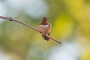 Anna's Hummingbird, Calypte anna