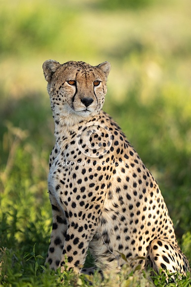 Natural portrait of a wild cheetah in Africa Natural portrait of a wild cheetah in Africa
