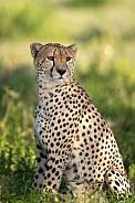 Natural portrait of a wild cheetah in Africa