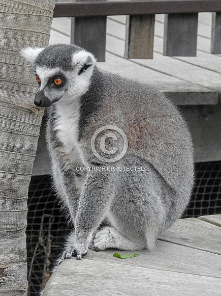 Ring-tailed Lemur Ring-tailed Lemur