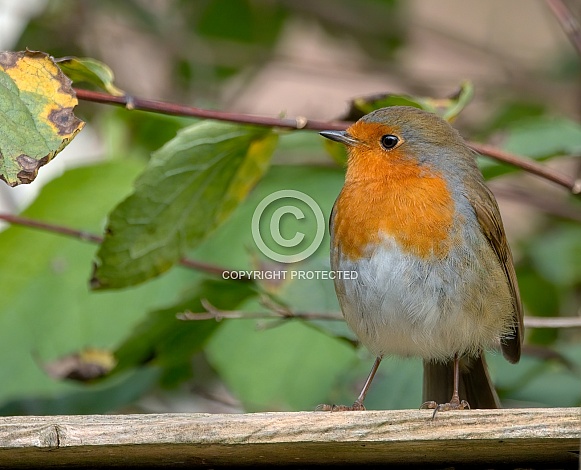 Eurasian Robin
