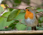 Eurasian Robin