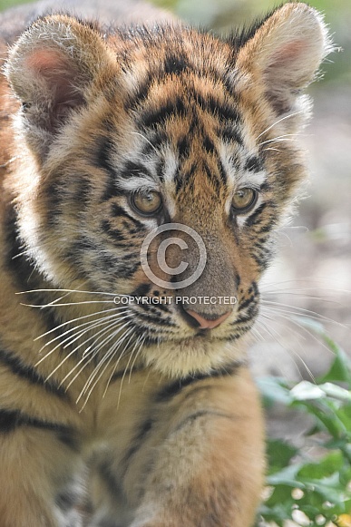 Amur Tiger Cubs Amur Tiger Cubs