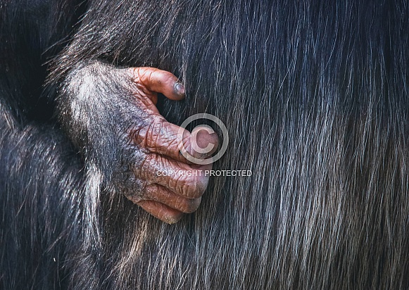 Chimpanzee Hand Chimpanzee Hand