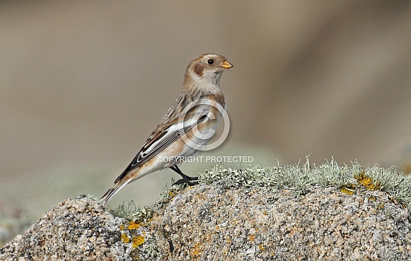 Snow Bunting