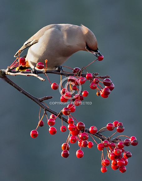 The Bohemian waxwing (Bombycilla garrulus)