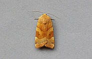 Broad bordered yellow Underwing