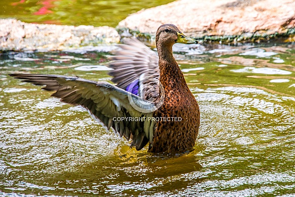 Mallard Duck