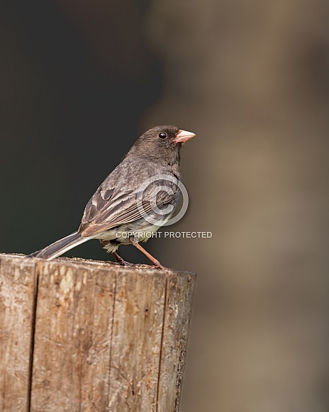 Adult Female Dark-eyed Junco in Alaska