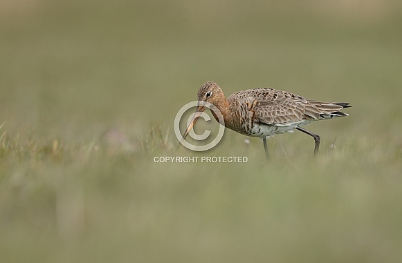 Black-tailed godwit