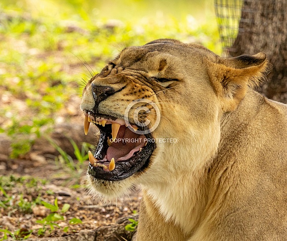 Female African Lions