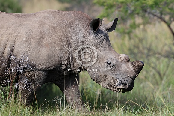 Rhino up close in the wild