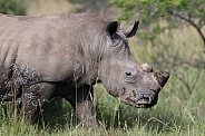 Rhino up close in the wild