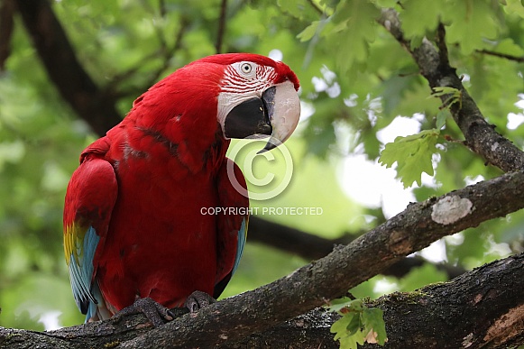 red-and-green macaw (Ara chloropterus)