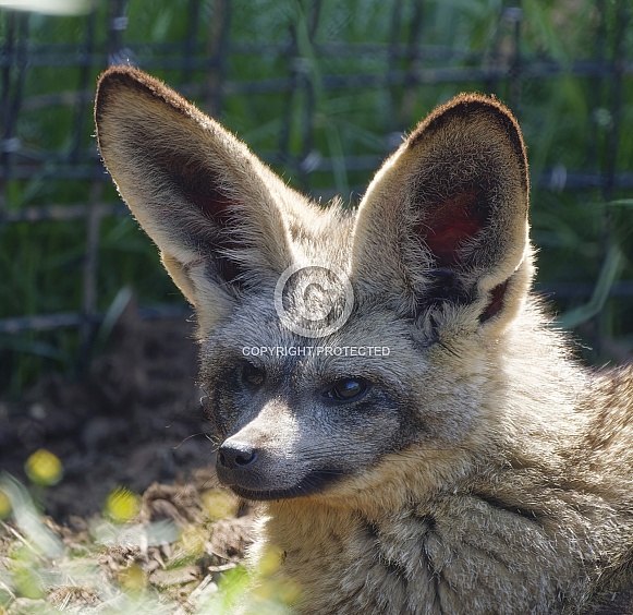 Bat Eared Fox