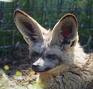 Bat Eared Fox