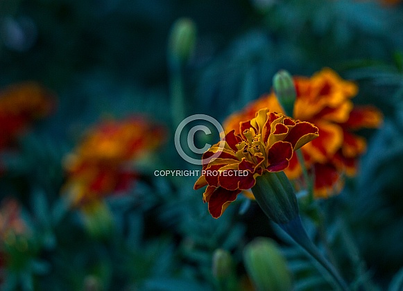 Tagetes