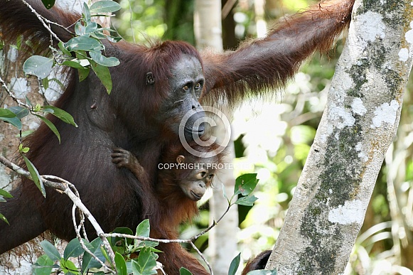 Mother and baby Orangutans