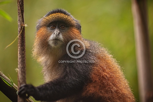 Wild and rare golden monkey