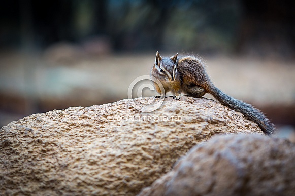 Chipmunk Chipmunk