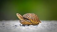 Florida box turtle (Terrapene carolina bauri) crossing white gravel path