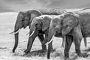 African Bush Elephant