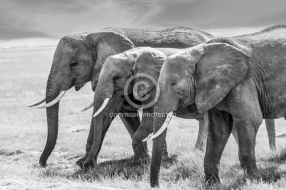 African Bush Elephant