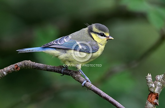 Juvenile blue tit Juvenile blue tit
