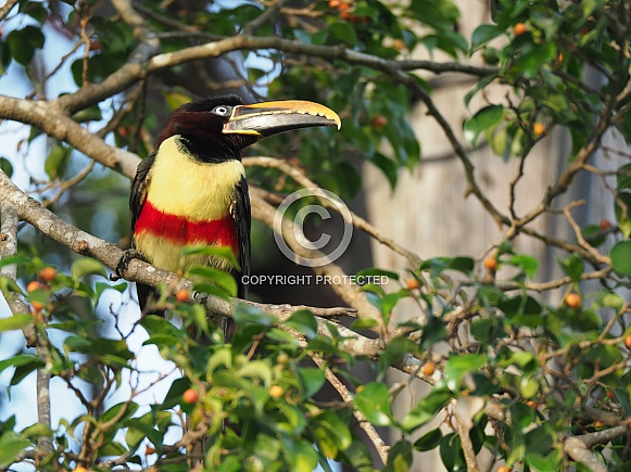 Chestnut-eared Aracari
