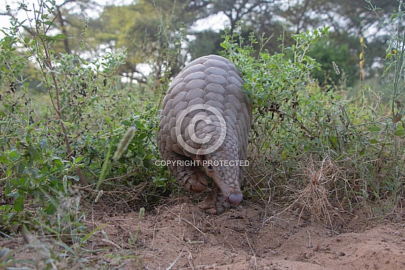 Indian Pangolin or Anteater (Manis crassicaudata) Indian Pangolin or Anteater (Manis crassicaudata)